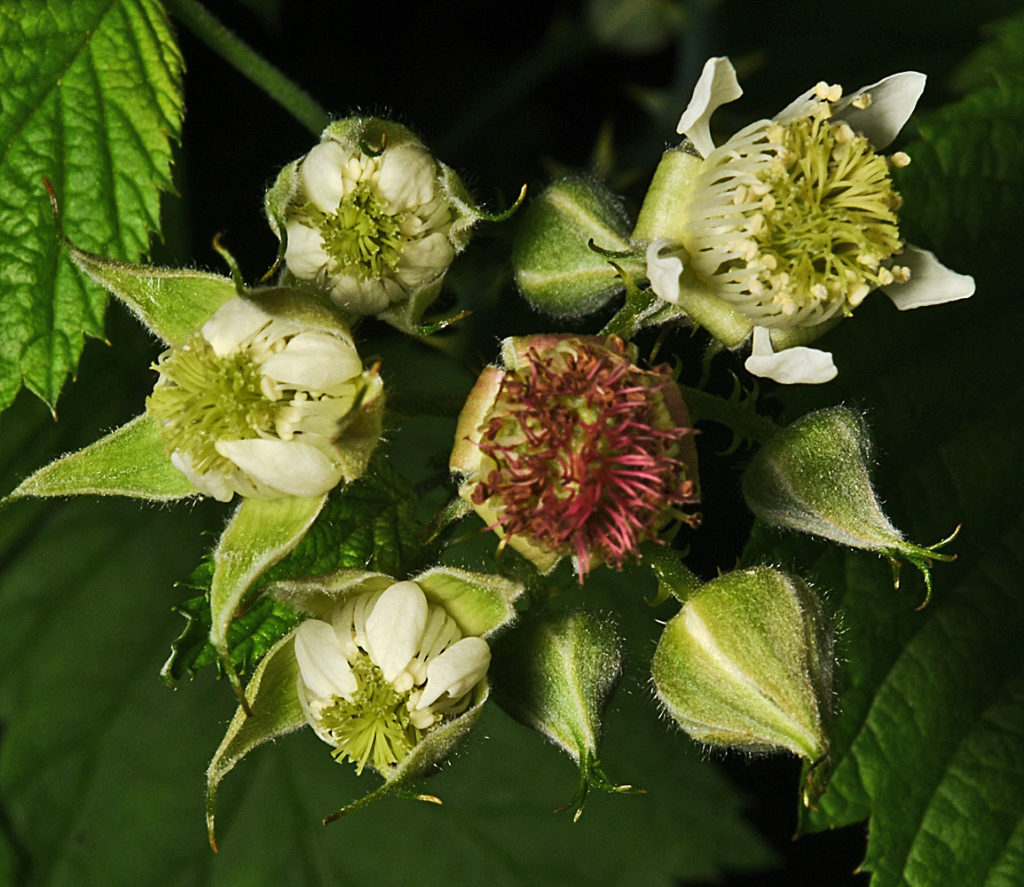 Flora of Eastern Washington Image: Rubus leucodermis 14