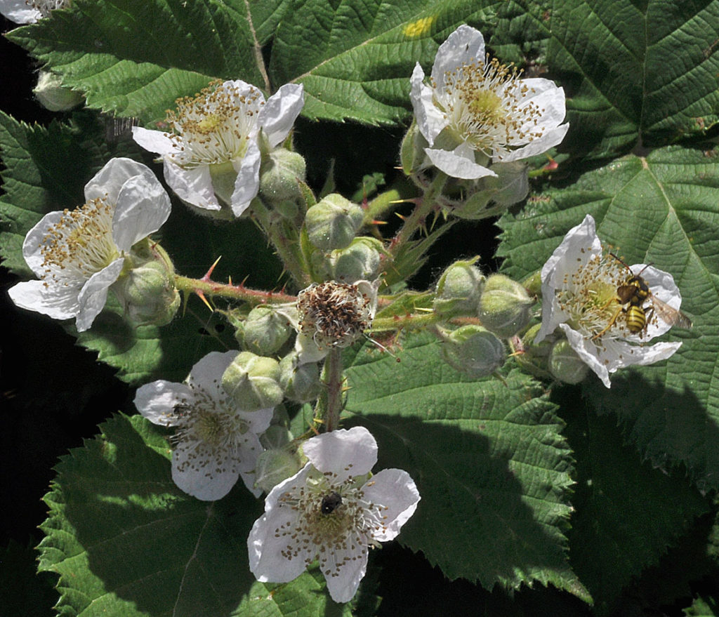 Flora of Eastern Washington Image: Rubus bifrons 17