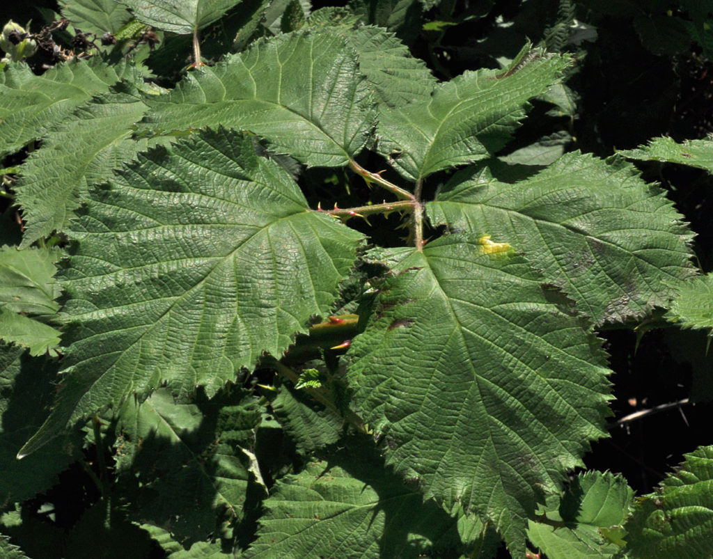 Flora of Eastern Washington Image: Rubus bifrons 14