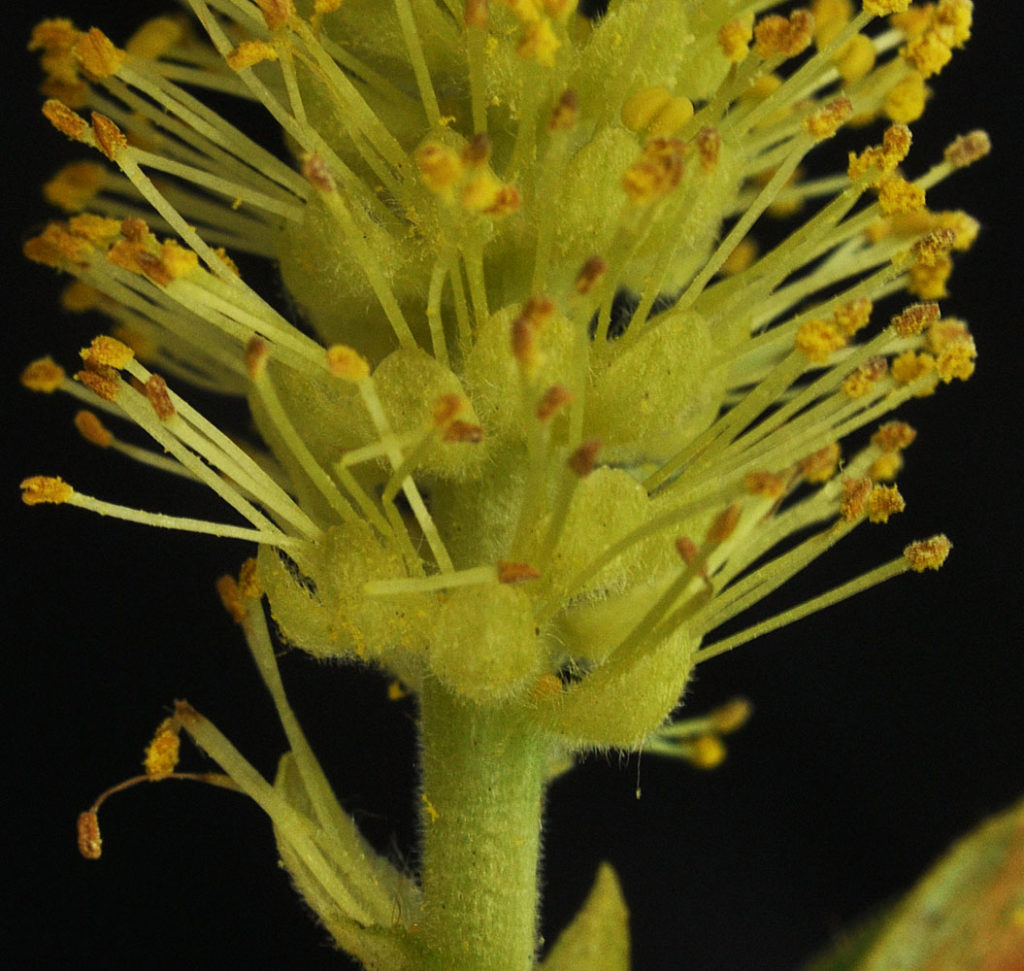 Flora of Eastern Washington Image: Salix lasiandra 10
