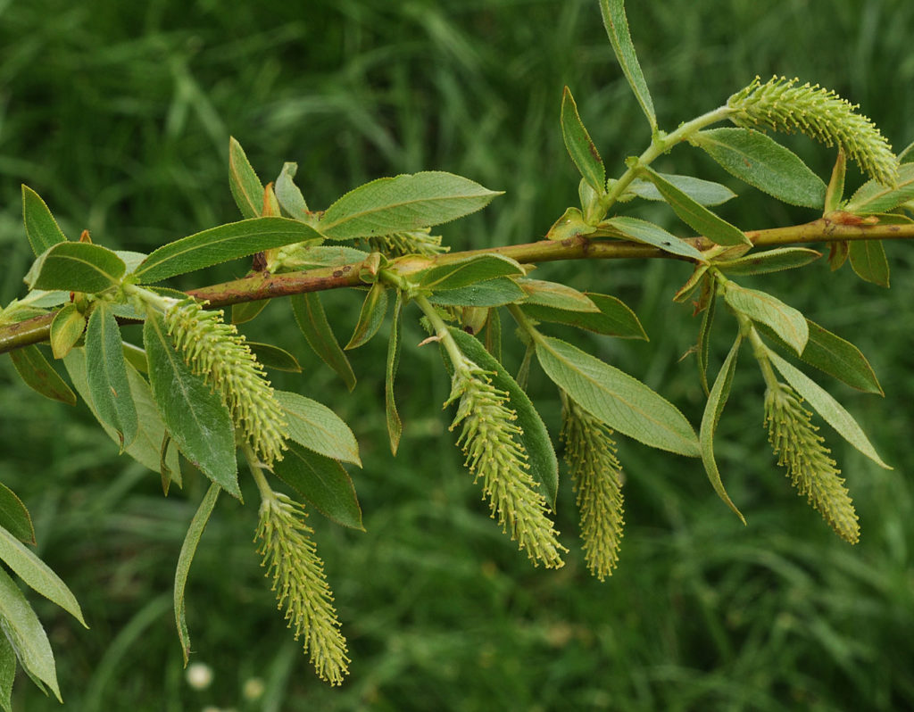 Flora of Eastern Washington Image: Salix lasiandra 2