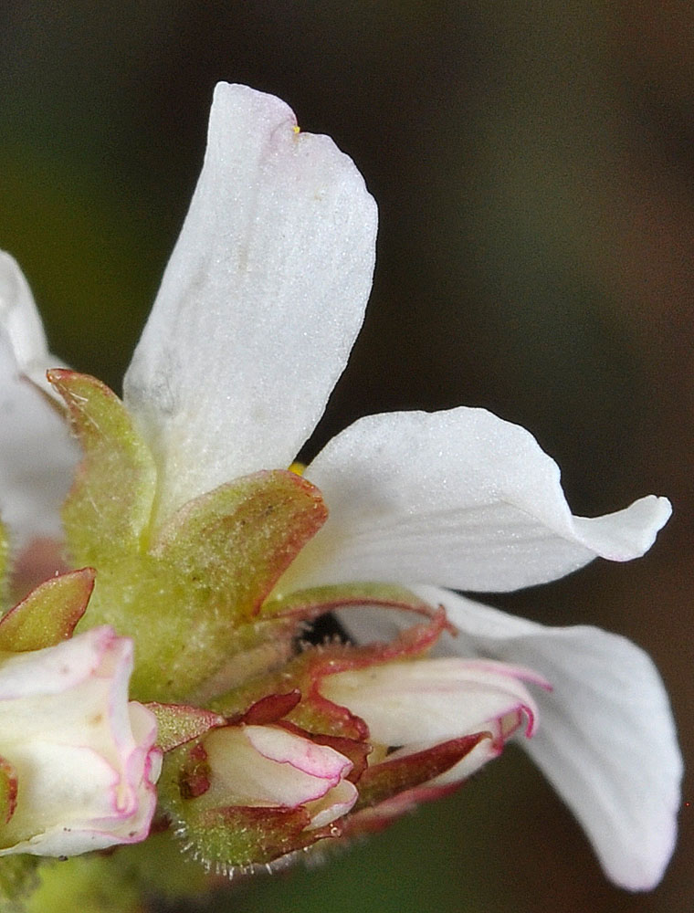 Flora of Eastern Washington Image: Suksdorfia ranunculifolia flower side view