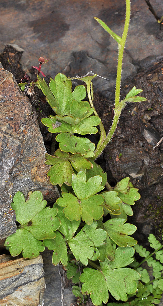 Flora of Eastern Washington Image: Suksdorfia ranunculifolia leaves and a stem