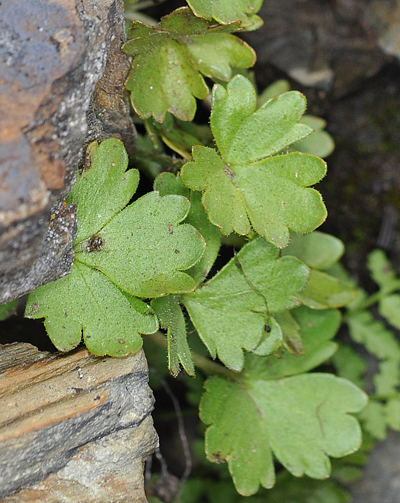 Flora of Eastern Washington Image: Suksdorfia ranunculifolia leaves