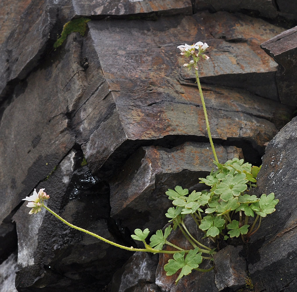 Flora of Eastern Washington Image: Suksdorfia ranunculifolia flower and stem next to rocks
