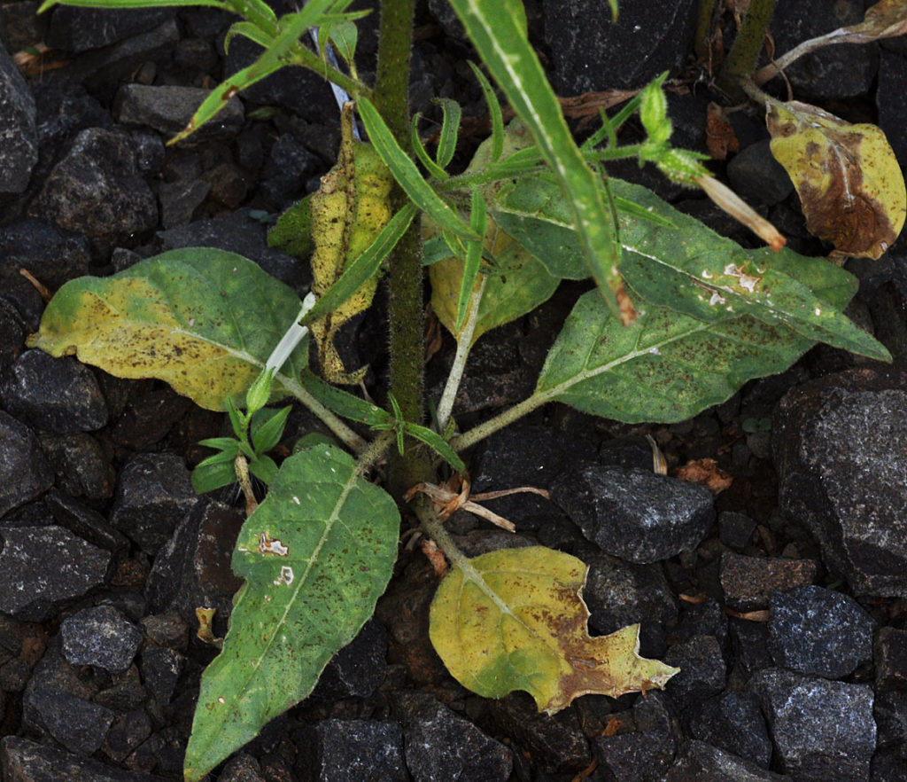 Flora of Eastern Washington Image: Nicotiana attenuata 6