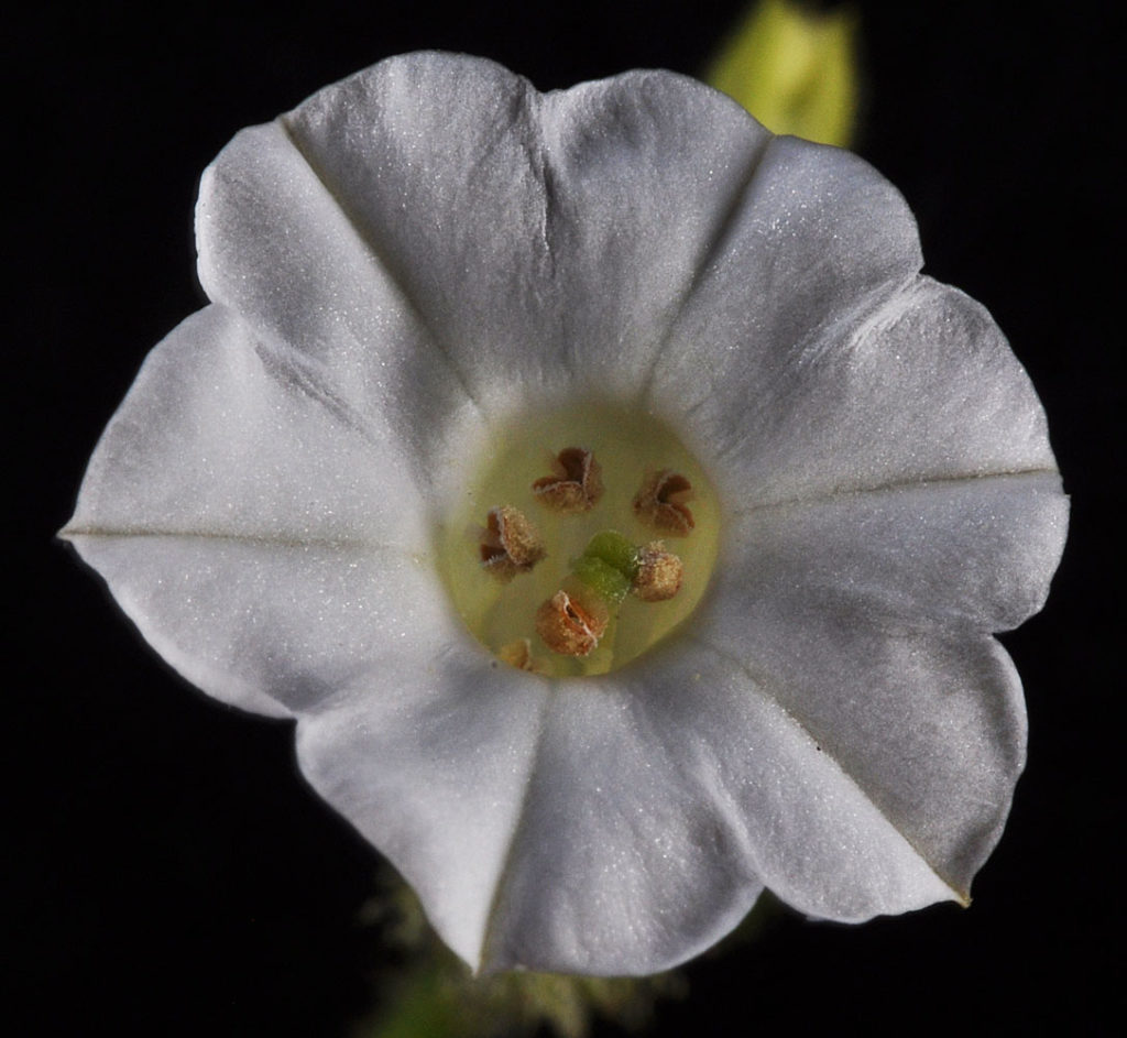 Flora of Eastern Washington Image: Nicotiana attenuata 18