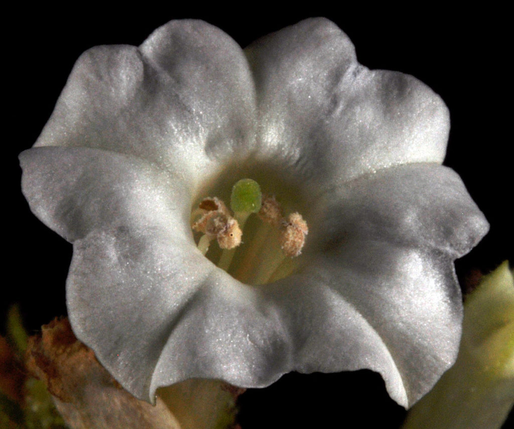 Flora of Eastern Washington Image: Nicotiana attenuata 17