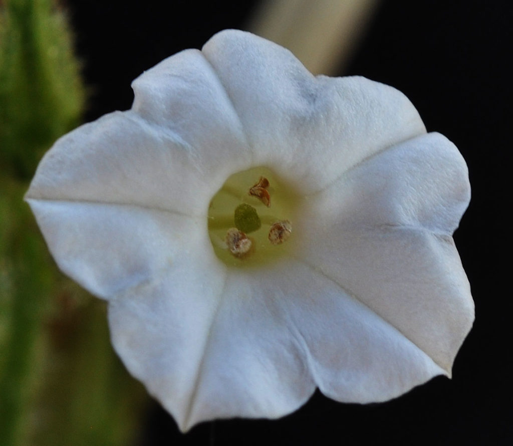 Flora of Eastern Washington Image: Nicotiana attenuata 16