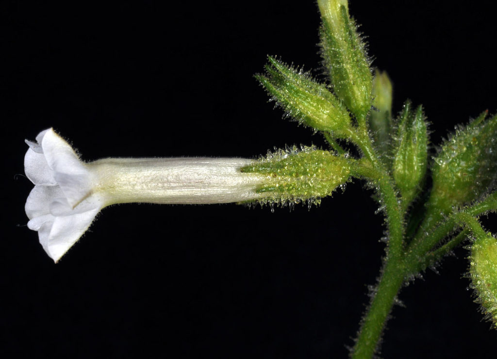 Flora of Eastern Washington Image: Nicotiana attenuata 11