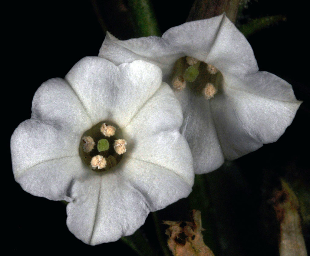 Flora of Eastern Washington Image: Nicotiana attenuata 15