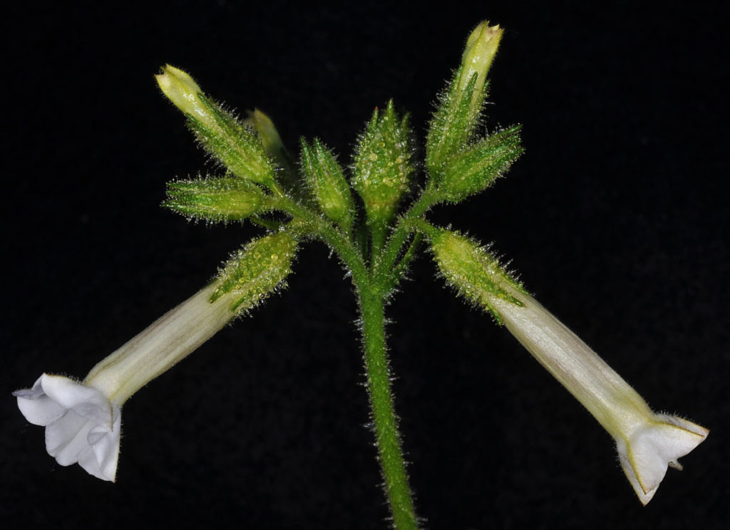 Flora of Eastern Washington Image: Nicotiana attenuata 10
