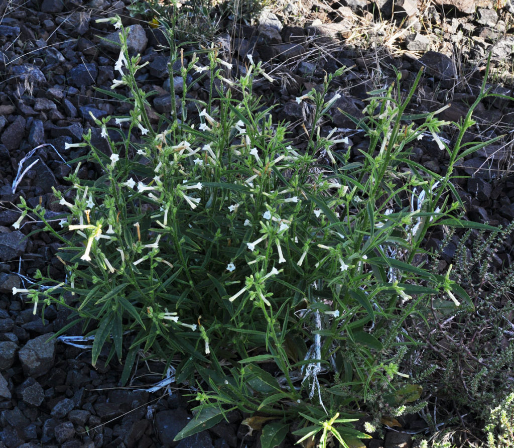 Flora of Eastern Washington Image: Nicotiana attenuata 3