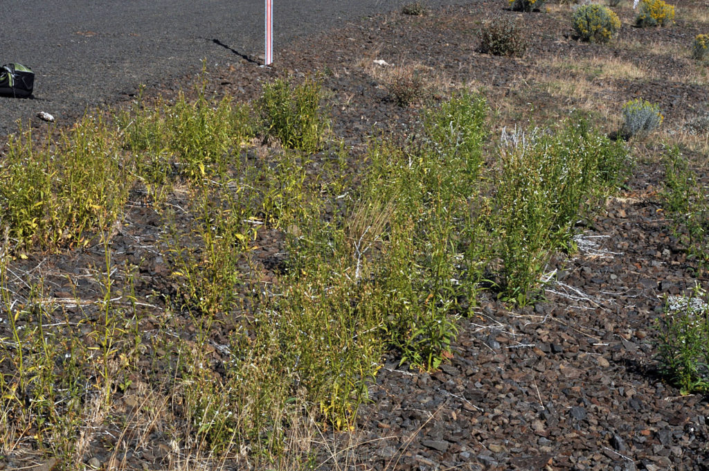 Flora of Eastern Washington Image: Nicotiana attenuata