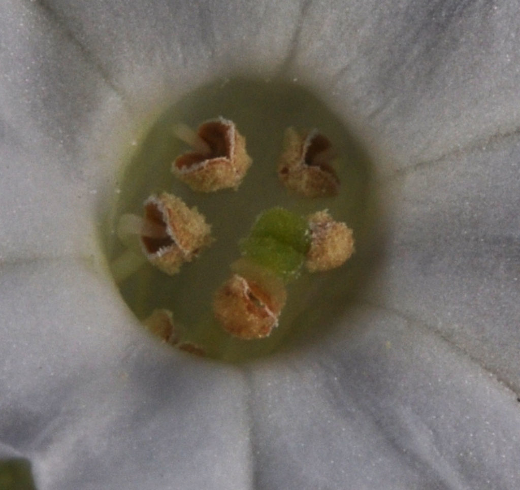 Flora of Eastern Washington Image: Nicotiana attenuata 24