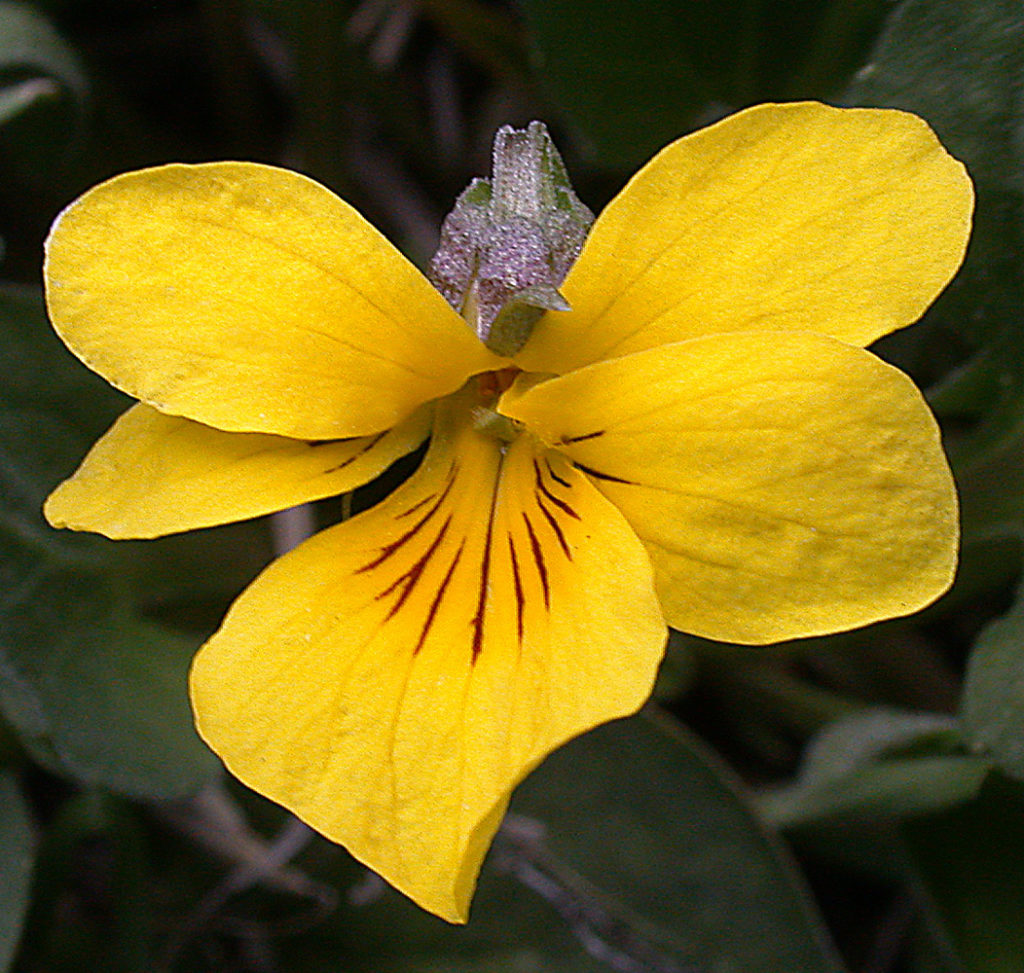 Flora of Eastern Washington Image: Viola vallicola flower yellow petals