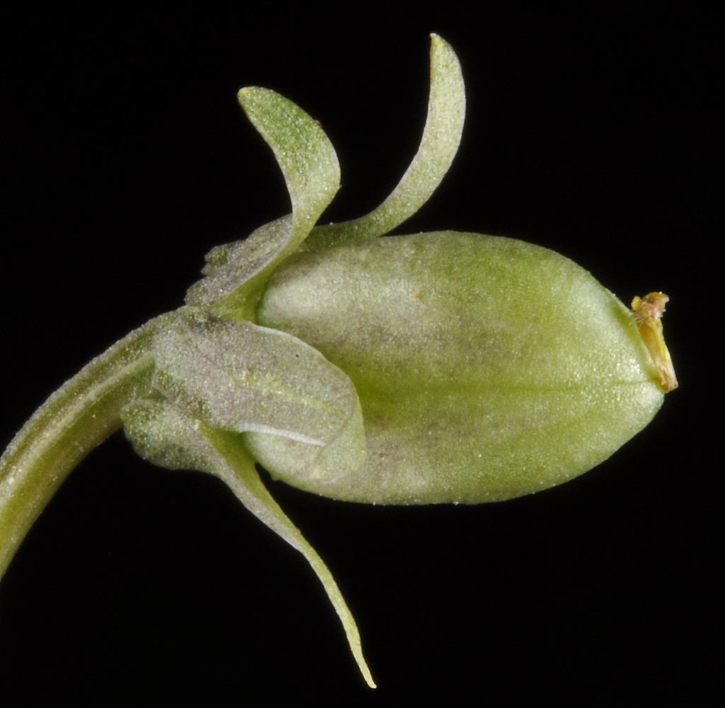 Flora of Eastern Washington Image: Viola vallicola not yet blossomed