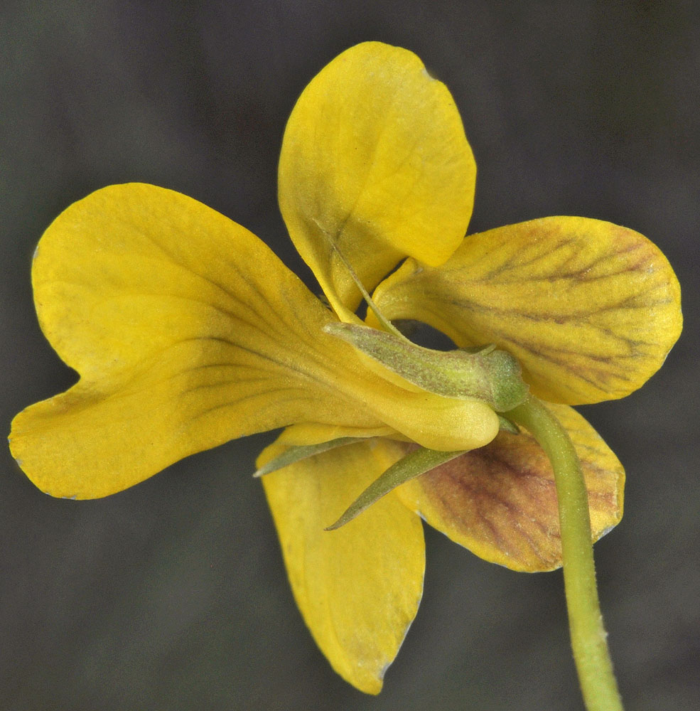 Flora of Eastern Washington Image: Viola vallicola yellow petals under view
