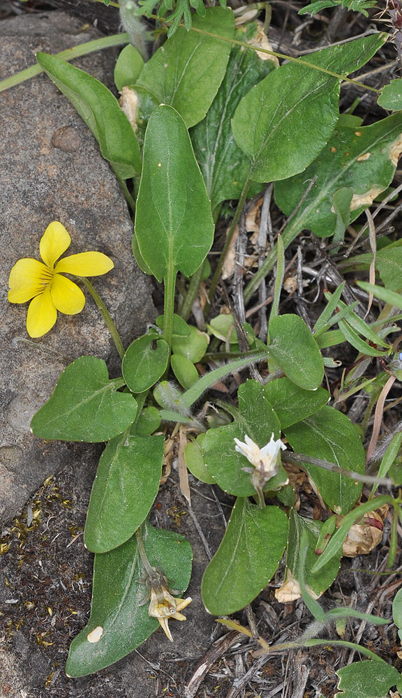 Flora of Eastern Washington Image: Viola vallicola in it habitat