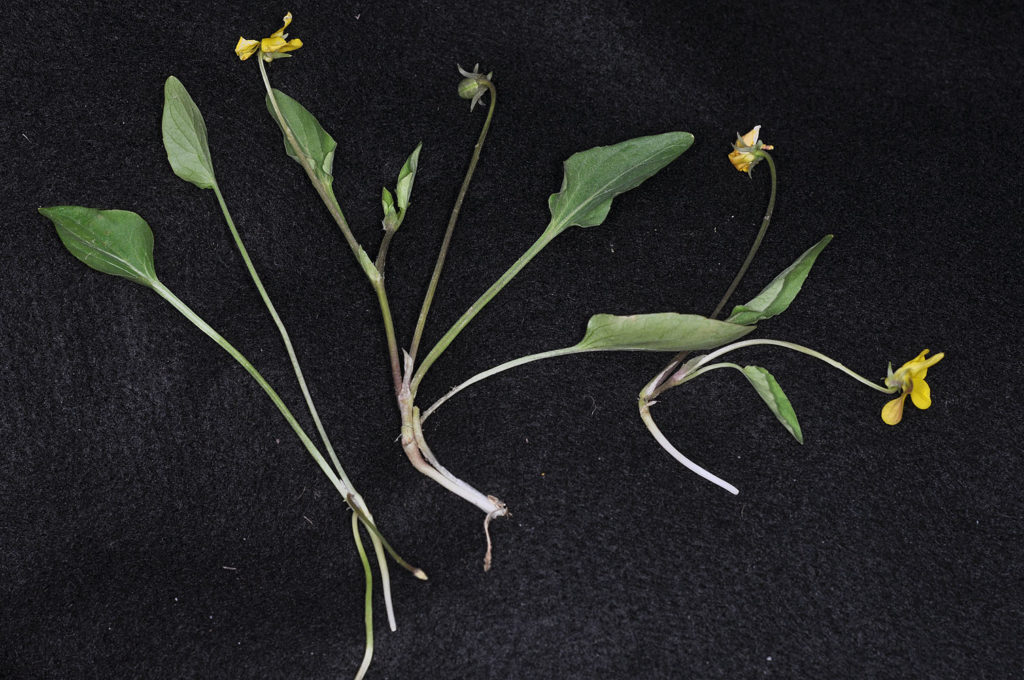 Flora of Eastern Washington Image: Viola vallicola leaves in lab