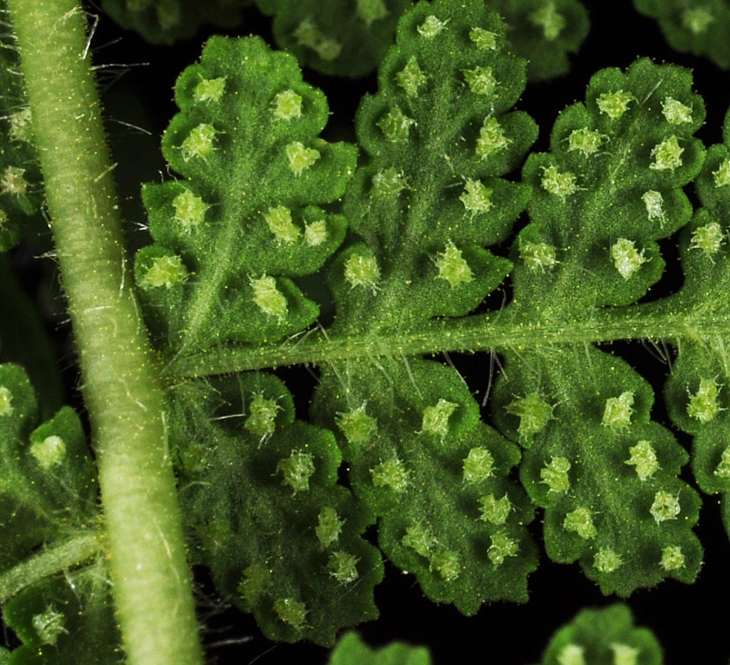 Flora of Eastern Washington Image: Woodsia scopulina zoomed in on 1 leaf