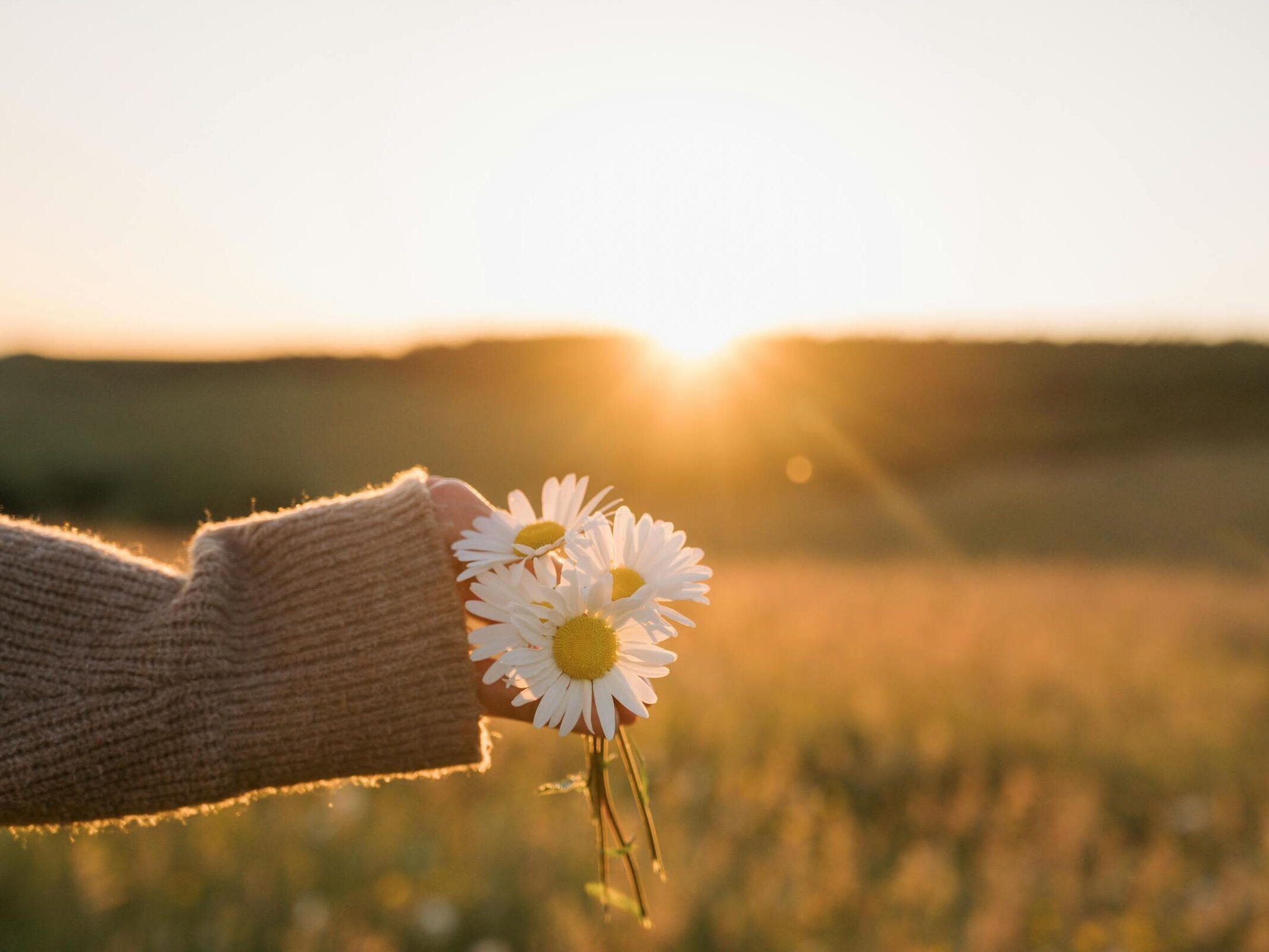 A golden hour photo of a single hand holding 3 white flowers in the foreground, with a field and sunset in the background